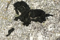 http://www.thierrytalbot.com/files/gimgs/th-8_Cheval 2.jpg